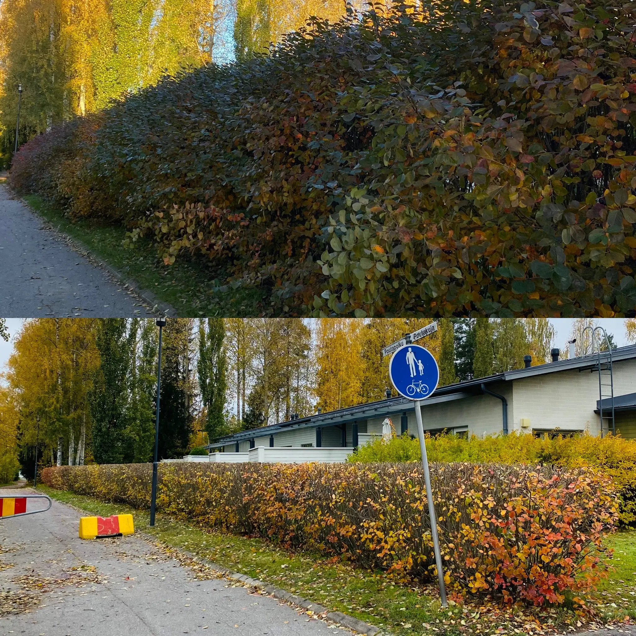 Aronia-aidan leikkaus Lumijoki Etsitkö ammattitaitoista aronia-aidan leikkaajaa Lumijoesta? Lumijoen paikalliset ammattilaiset varmistavat, että aronia-aitasi pysyy kauniina ja elinvoimaisena ympäri vuoden!