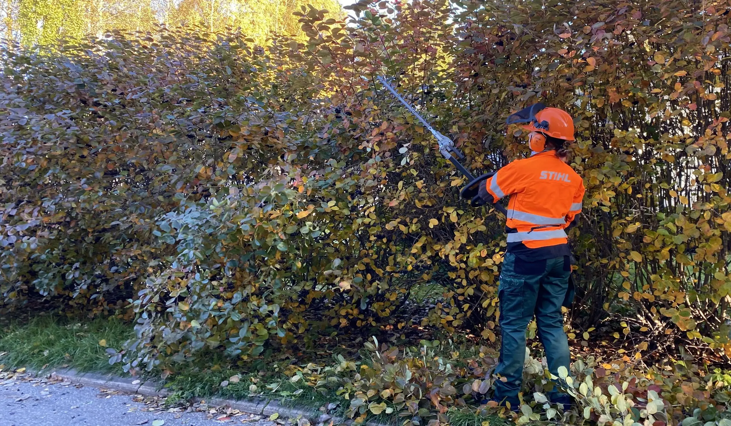 Etsitkö aronia-aidan leikkauspalvelua {{CITY_NAME_ELA}}? Tilaamalla {{CITY_NAME_GEN} ammattilaisen paikalle varmistavat, että aita leikataan oikein ja se pysyy elinvoimaisena.