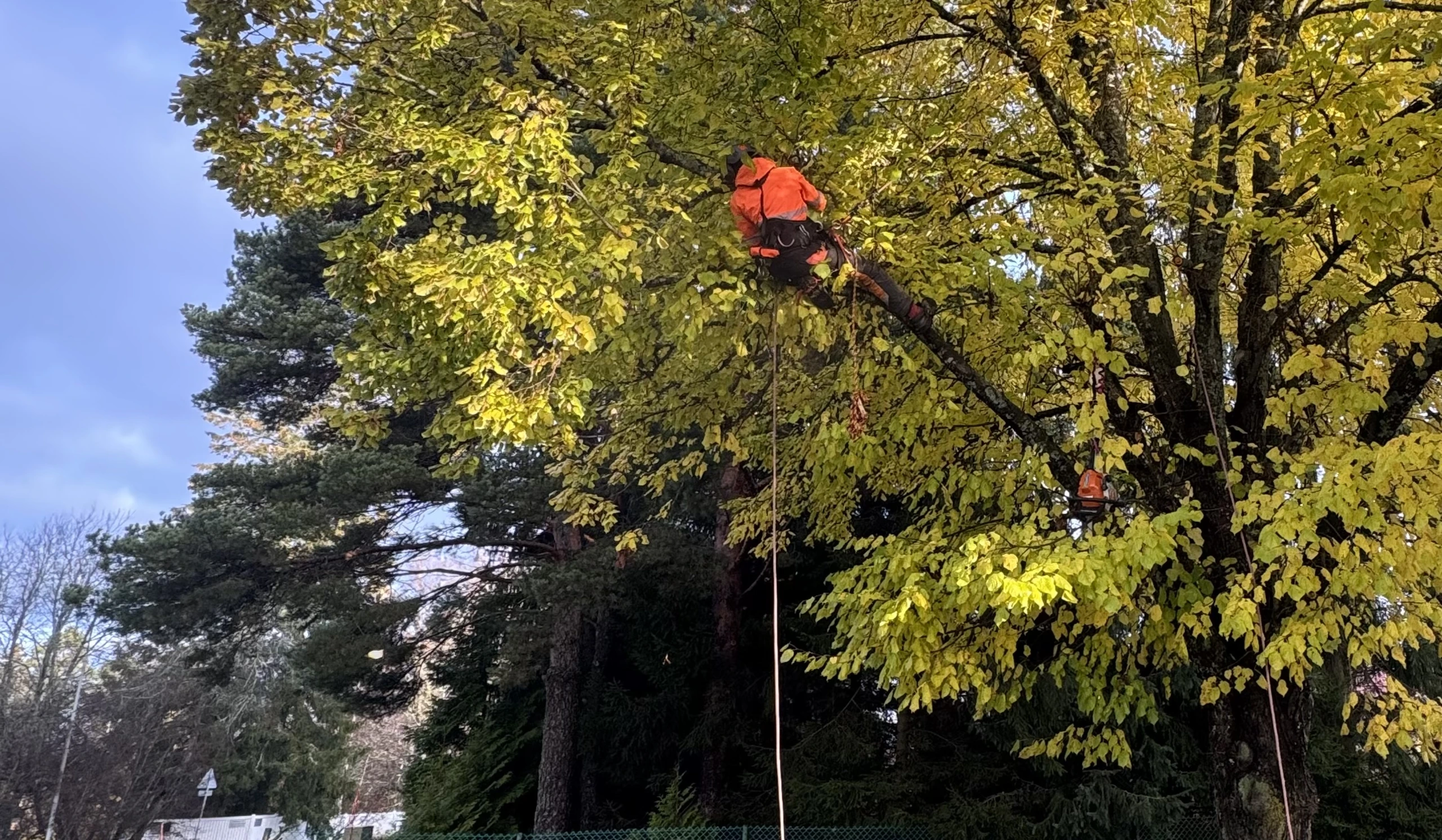 Etsitkö ammatti arboristia {{CITY_NAME_ELA}}? {{CITY_NAME_GEN} paikalliset puunhoitajat varmistavat, että kiinteistösi puut ja pensaat pysyvät kunnossa jokaisena vuodenaikana ja työt hoidetaan turvallisesti.