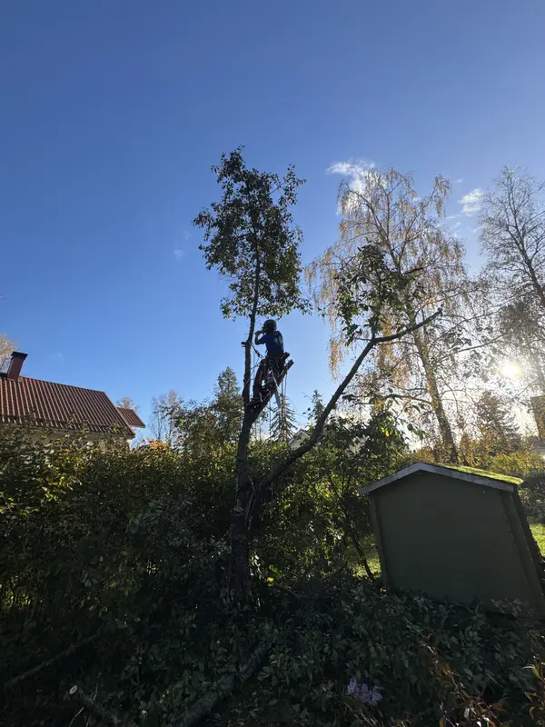 Puun kaataminen kiipeillen – Arboristi Lempäälä Ammattitaitoinen arboristi suorittamassa puun kiipeilykaatoa omakotitalon pihassa Lempäälässä.