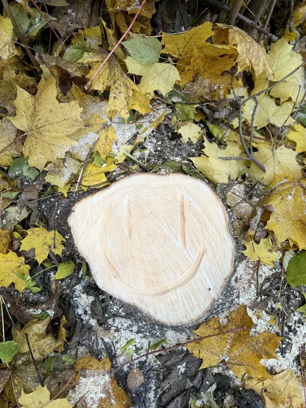 Kantojyrsintä Kustavissa – Tilaa ammattilainen paikalle Etsitkö kantojyrsintä palvelua Kustavista? Tilaamalla {{CITY_NAME_GEN} paikallisen ammattilaisen paikalle pääset kannosta eroon nopeasti ja turvallisesti.