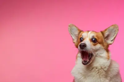 Perro corgi sorprendido con la boca abierta sobre fondo rosa