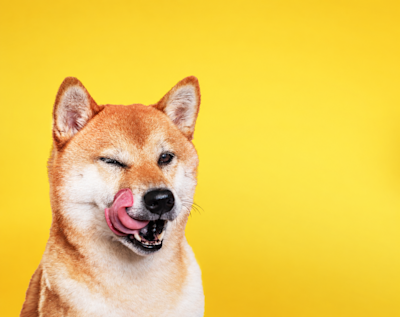 Perro shiba inu se relame con un ojo cerrado sobre fondo amarillo