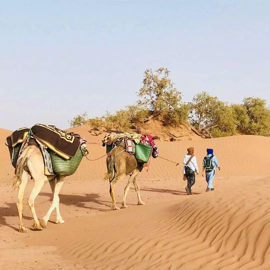 Walking camels