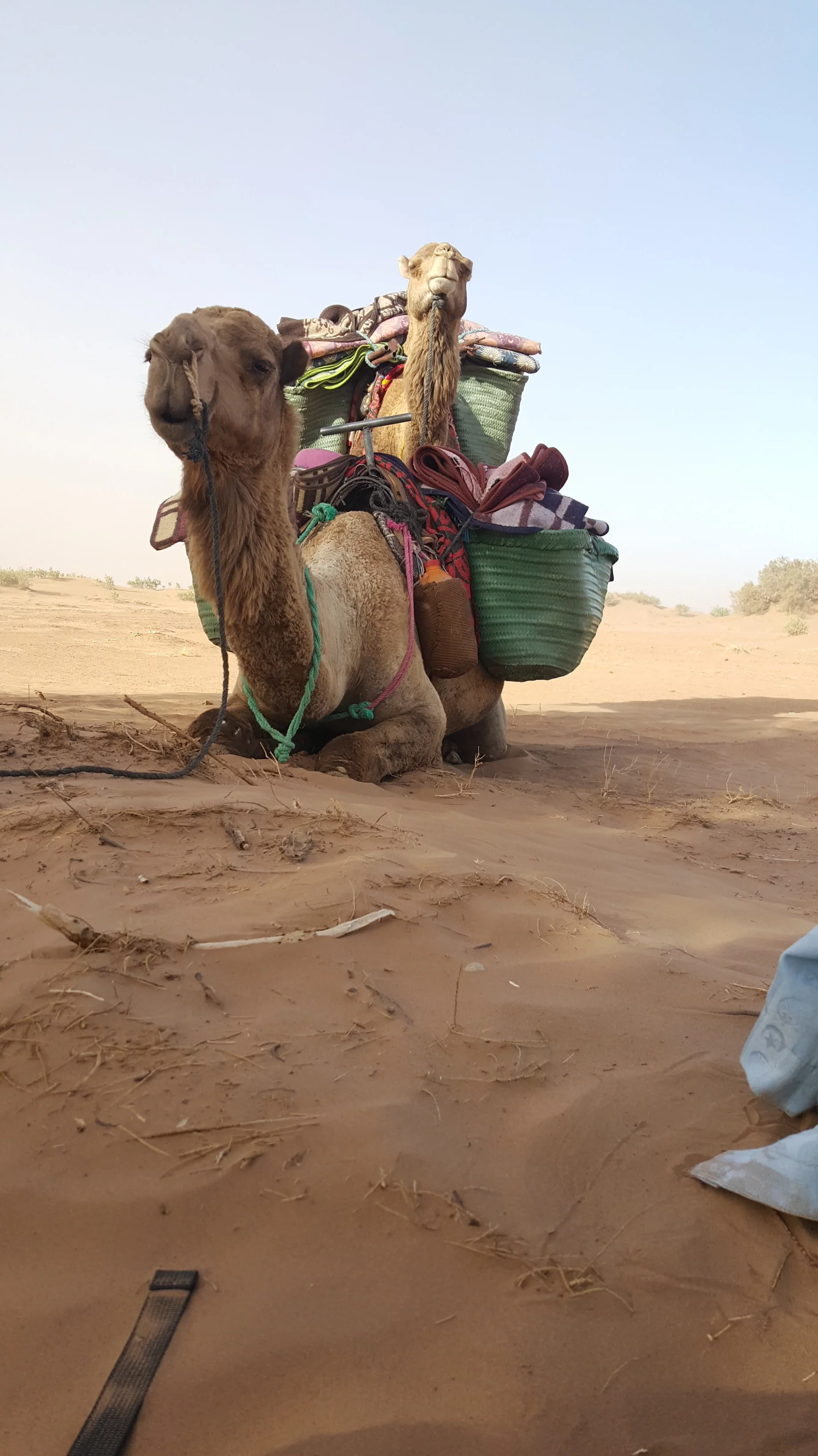 Camel in desert