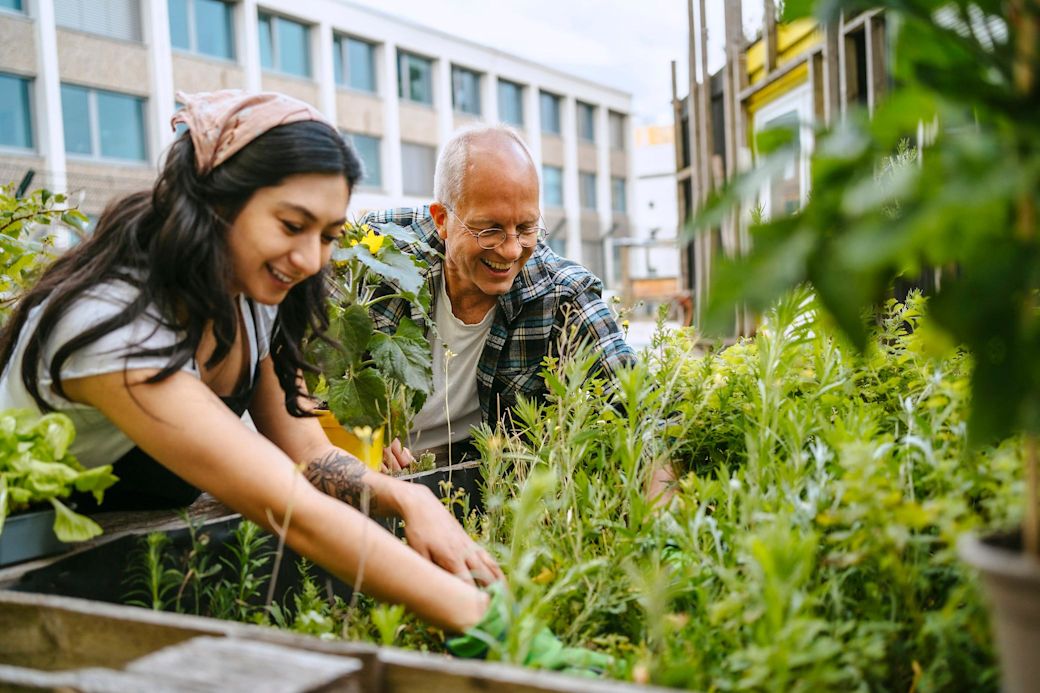 Frau und Mann gärtnern urban frisches grünes Gemüse in einem Hochbeet 