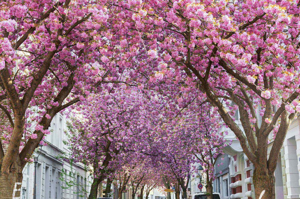 Eine Straße in Bonn mit Kirschblüten