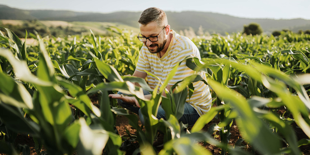 Ein junger Mann kniet im grünen Maisfeld.