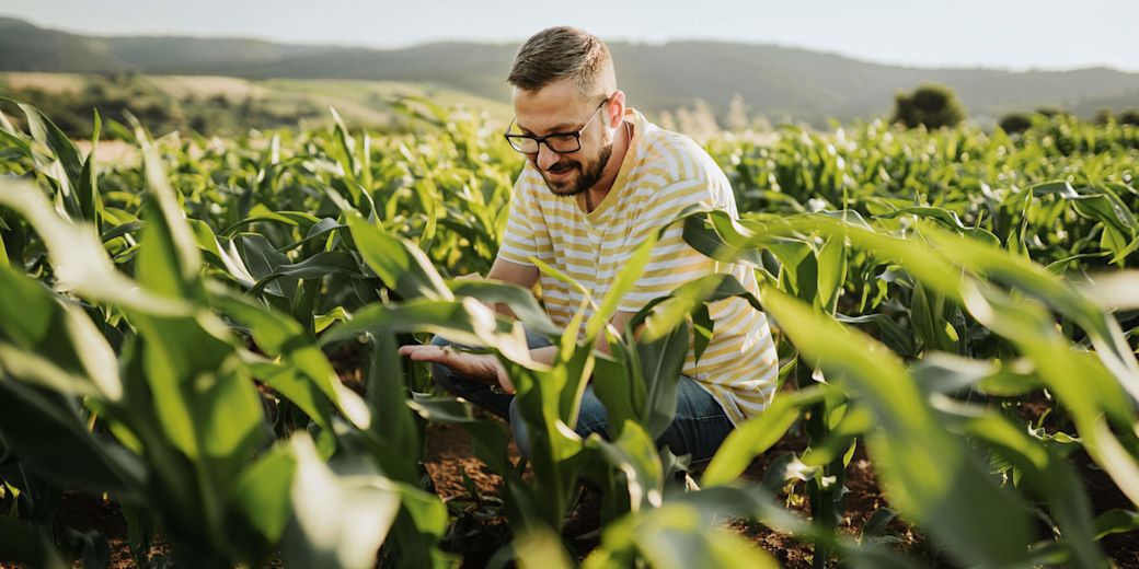 Ein junger Mann kniet im grünen Maisfeld.