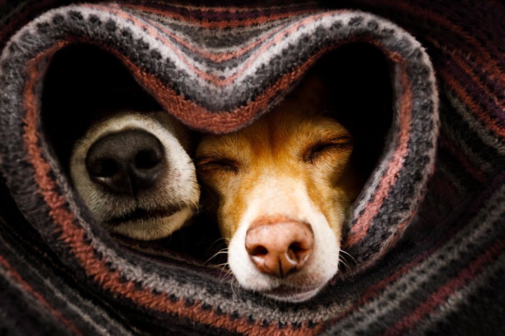 Zwei Hunde liegen unter einer Decke