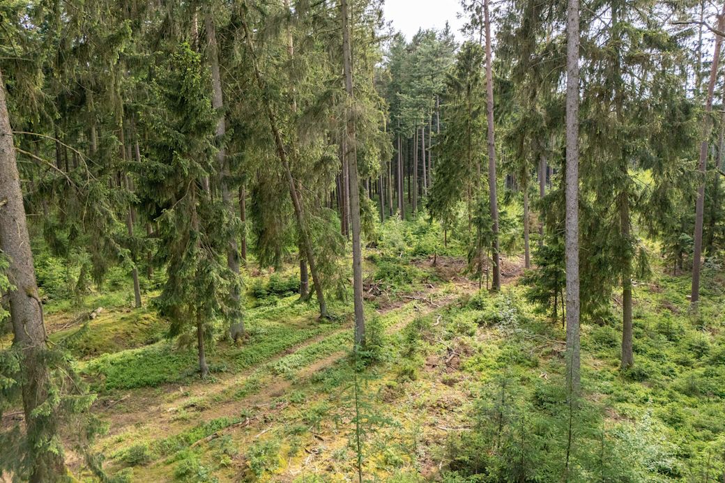 Ein grüner Nadelbaumwald in Deutschland