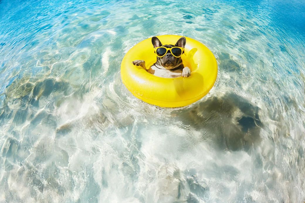 Französische Bulldogge mit gelber Sonnenbrille in gelbem Schwimmring auf klarem Wasser.