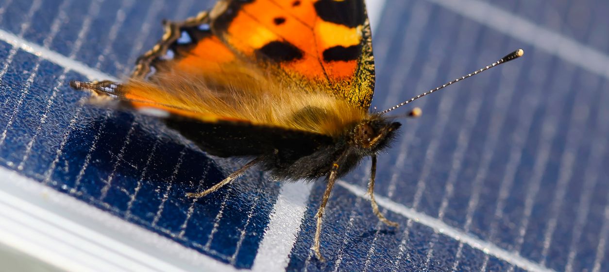 Solarmodule in der Nahaufnahme zur Stromerzeugung