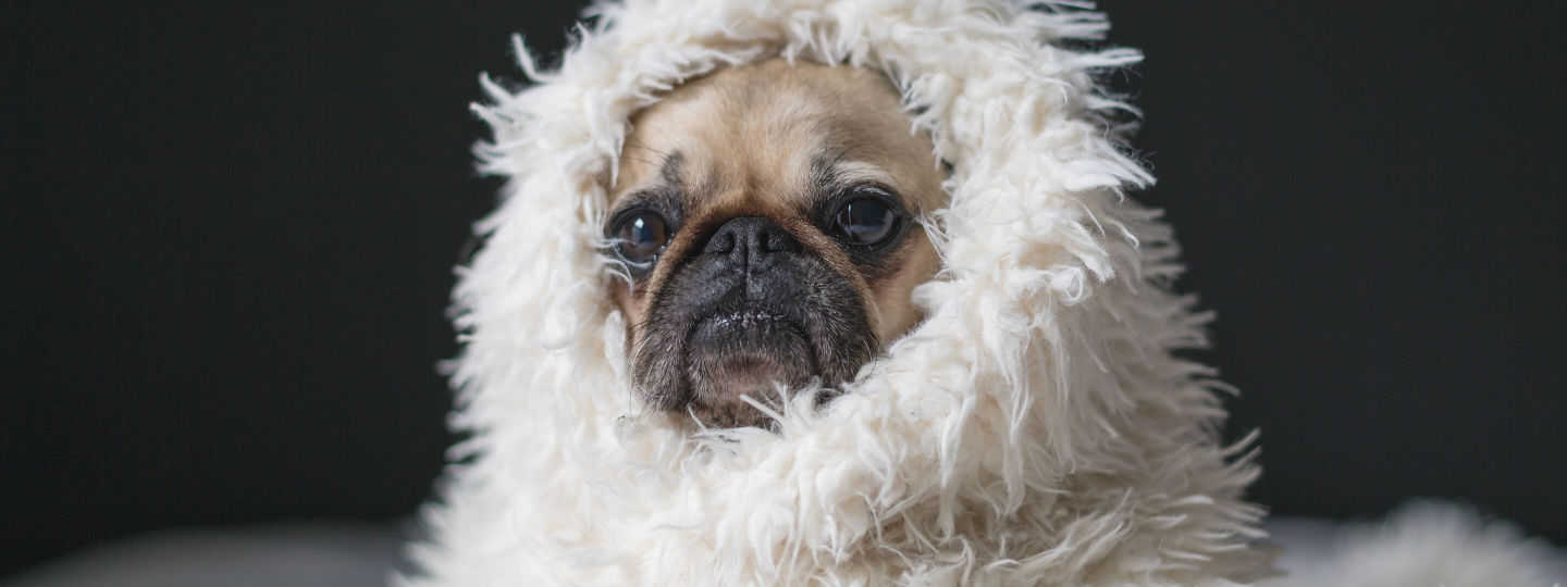 Mops Hund in warme Decke gehüllt