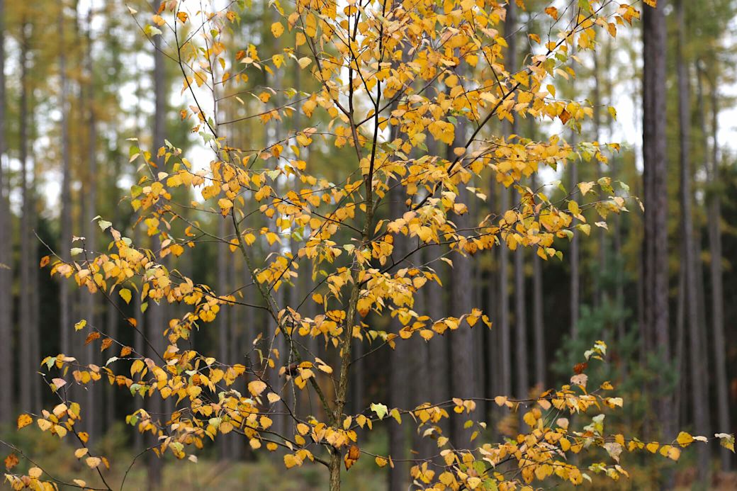 Herbstlicher Mischwald in Deutschland