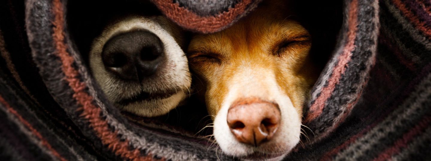 Zwei Hunde in eine herzförmige Decke gewickelt.