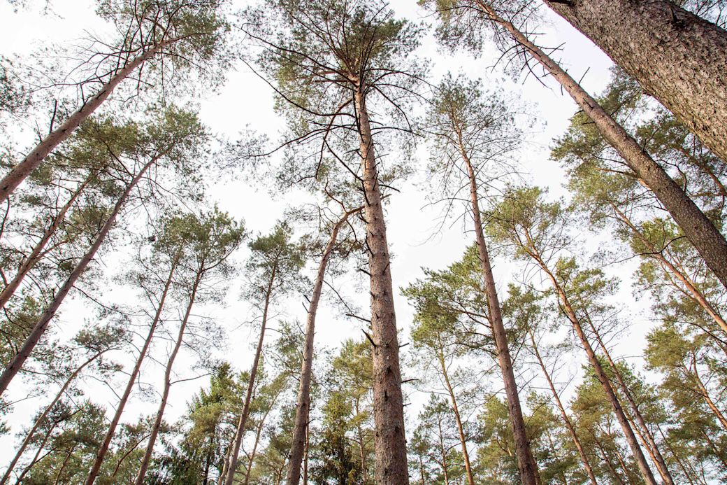 Nadelwald in Deutschland von unten fotografiert