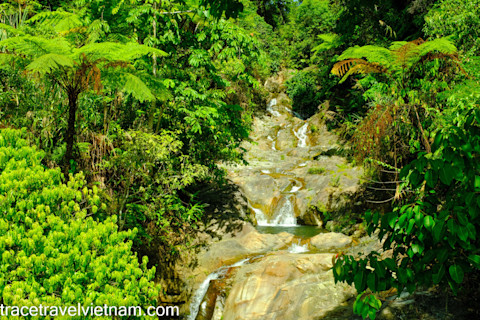 A Pat stream amidst the green forest...