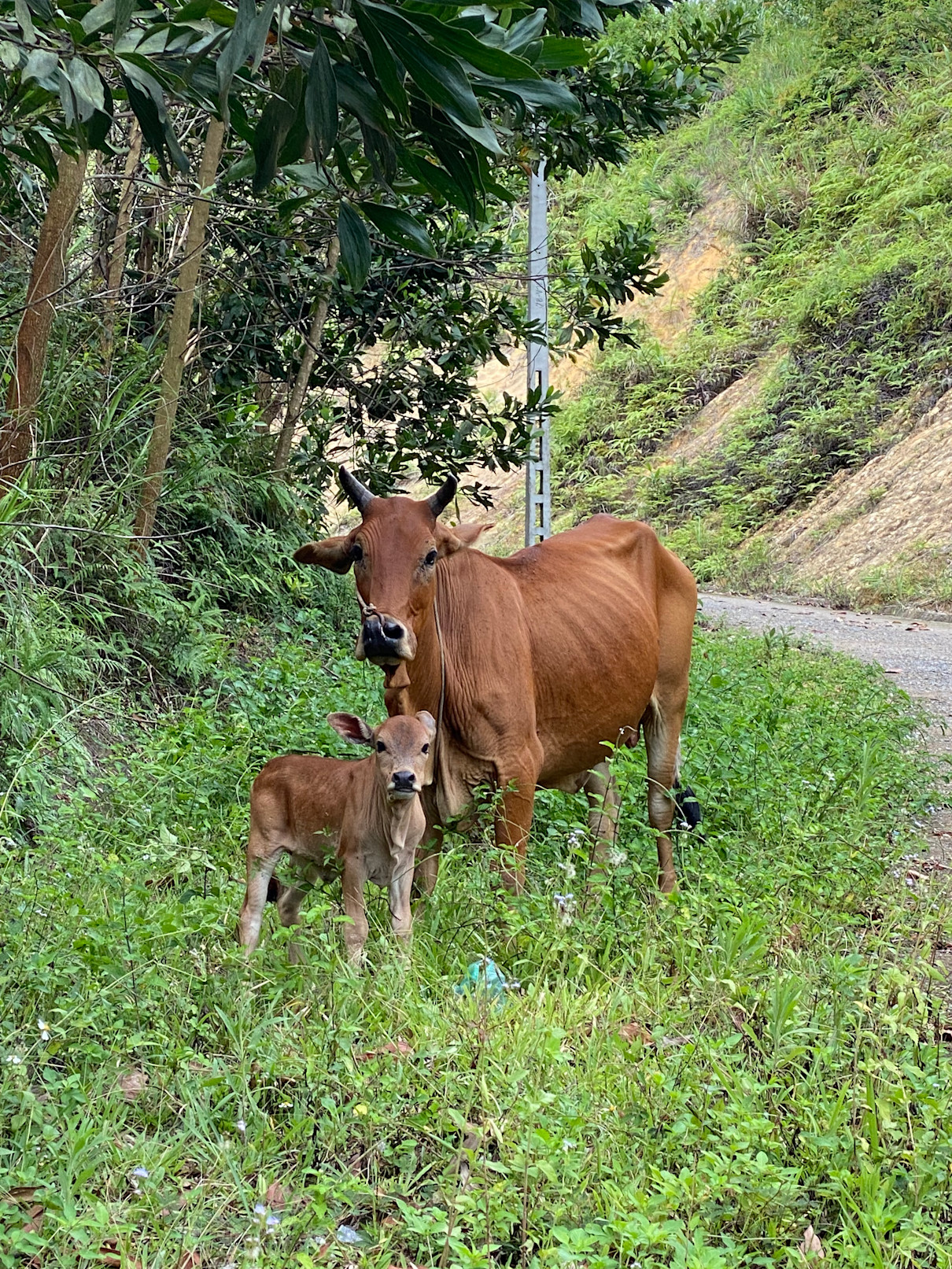 Đường vào Bản Cơtu