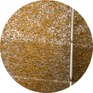 Almonds processing 3