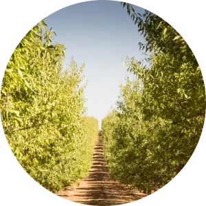 Almonds processing image 1