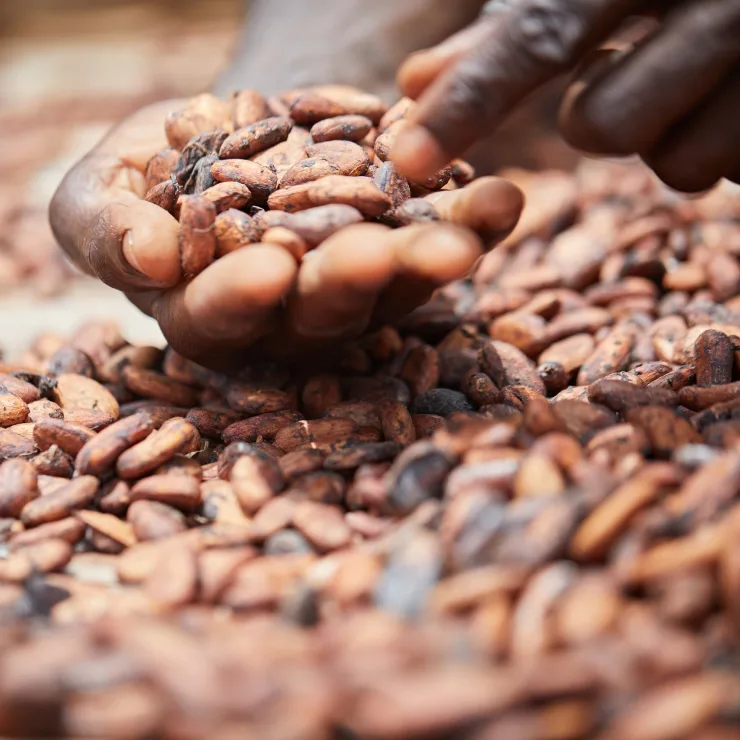 PLP - cocoa beans our promise image media asset