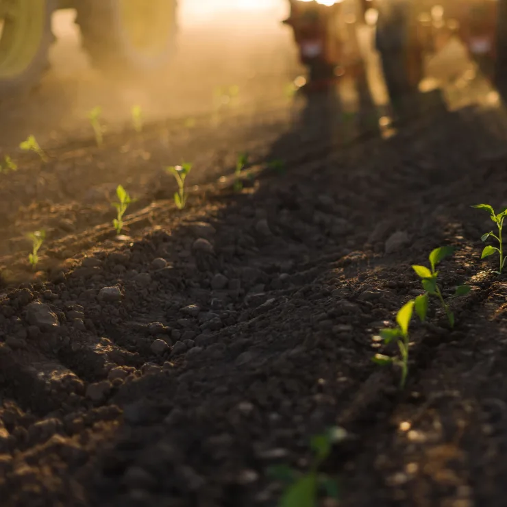 Brined Chiles Processing