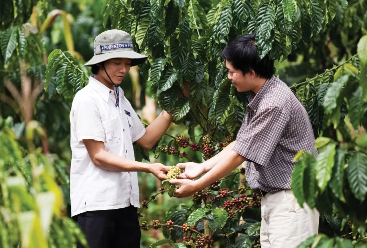 PLP - Green coffee Ingredient offering card 2 Asia image media asset