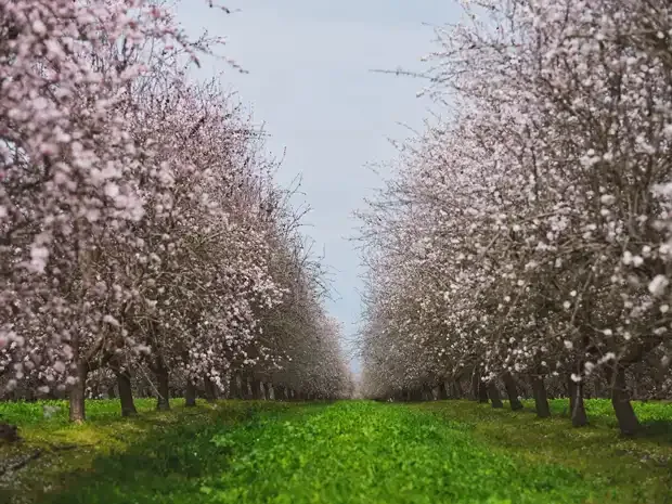 Trail between blooming trees