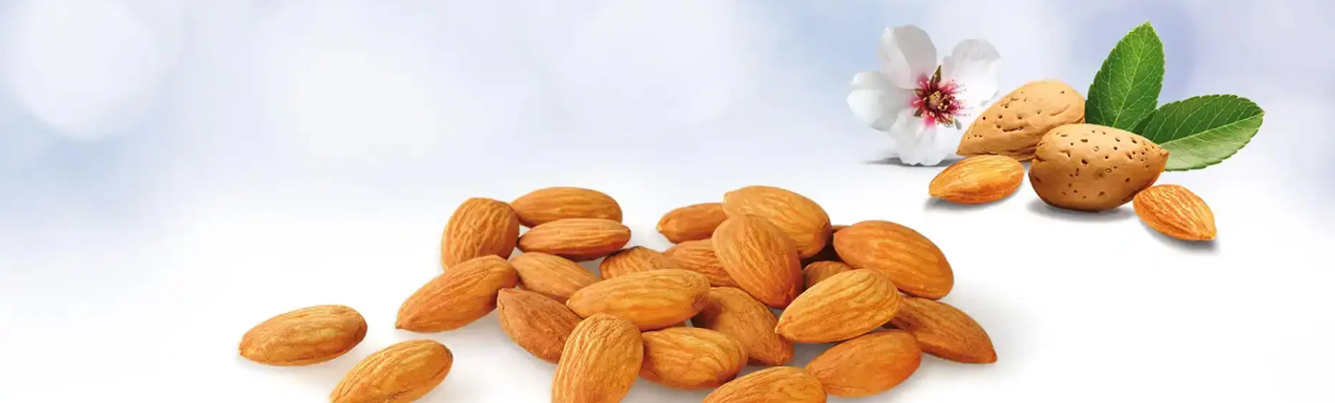 Marshimport - Ingredients image asset media