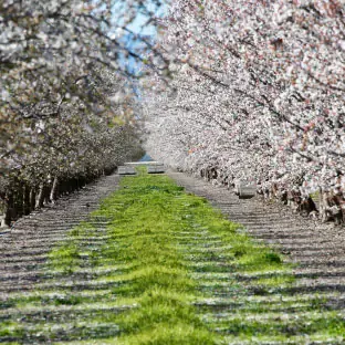 Trail between the trees