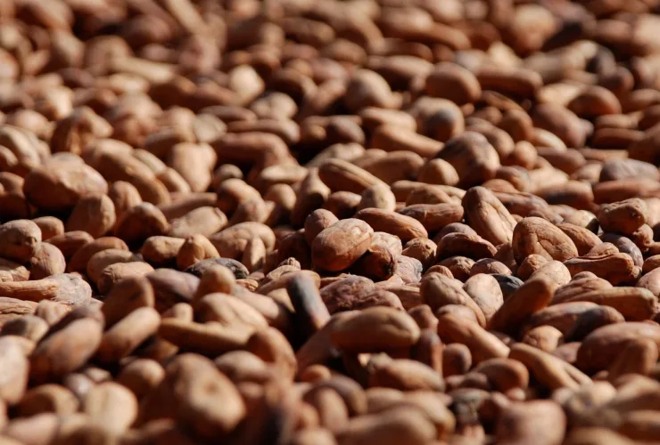 About ofi Product ingredient tile - Cocoa