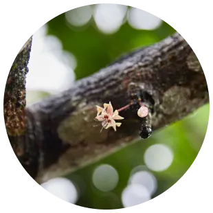 PLP - cocoa beans processing card - Three years to flower image media asset