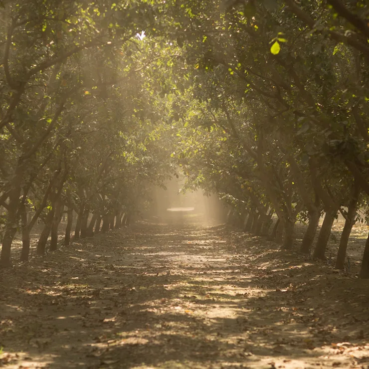 CLP - nuts - sustainability image