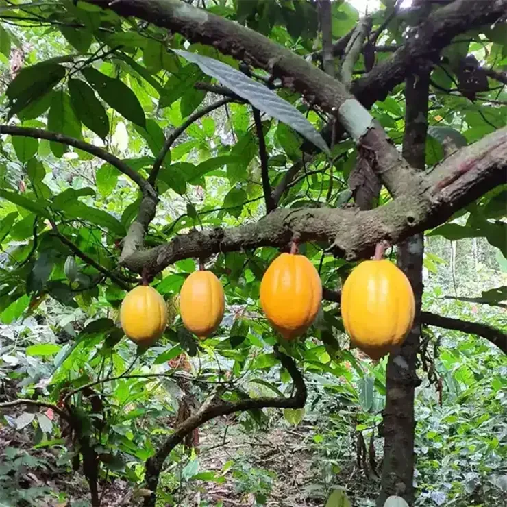 Plantation