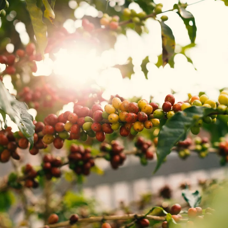 PLP - coffee - roast and ground coffee supply chain image media asset