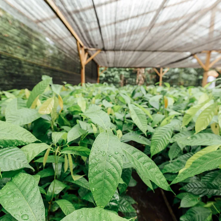 sustainability in cocoa - supply chain