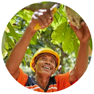 PLP - cocoa beans processing card - harvesting begins image media asset