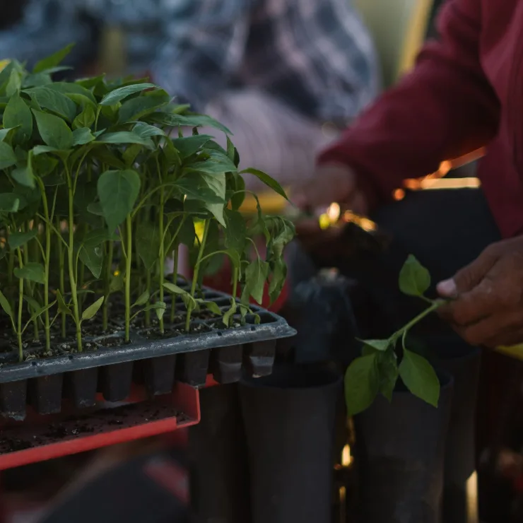 Spices landing - Organic