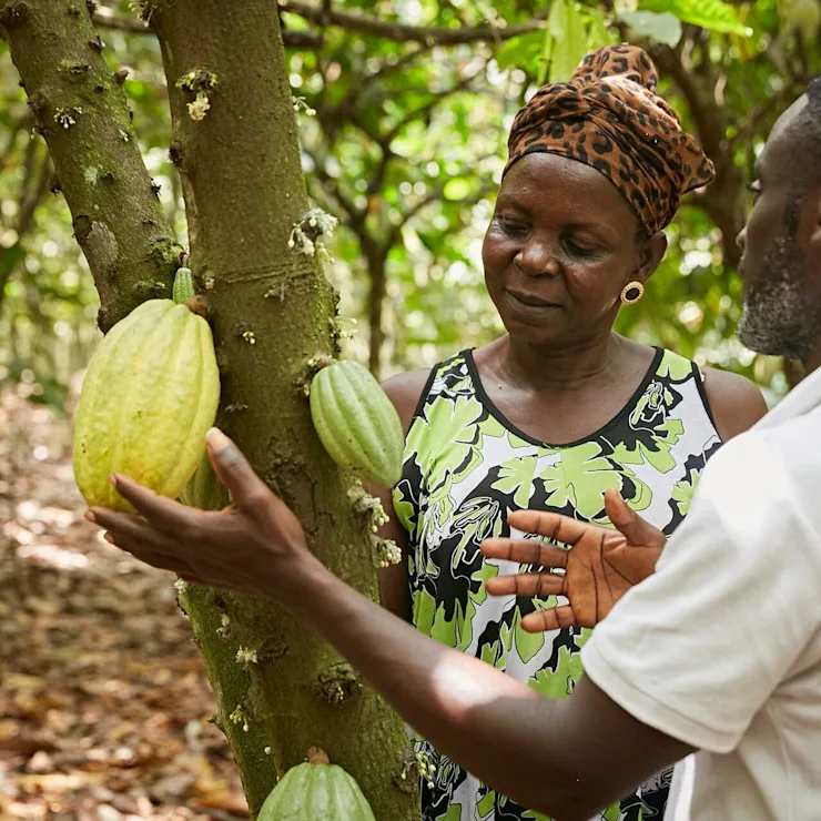 Complexity of cocoa square