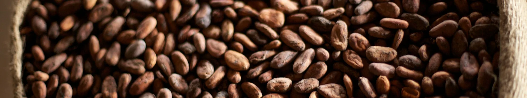 cocoa beans banner no shop