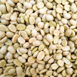 green coffee option 2