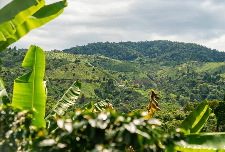 PLP - Green Coffee - Africa - other products card 2 Central and South America image media asset