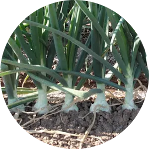 Climate positive planting and cultivation