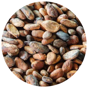 PLP - cocoa butter processing - beans image media asset