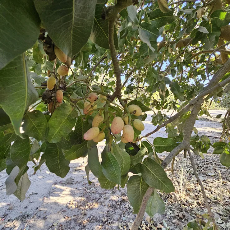 Pistachio sourcing and processing square