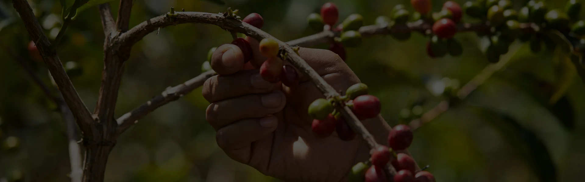 Soluble Cascar Powder Landing - Shop