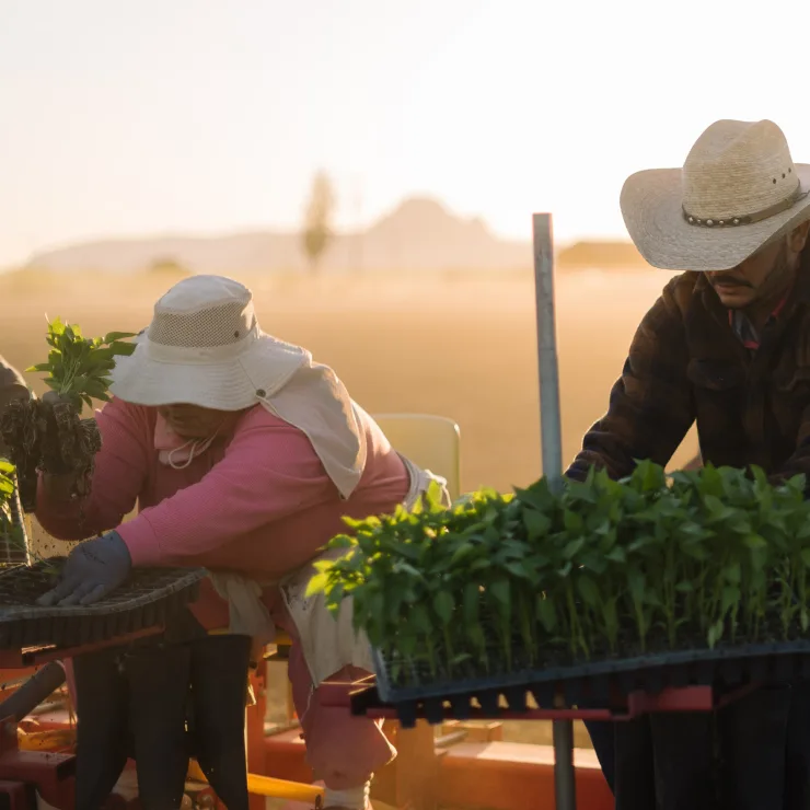 Chiles Supply Chain