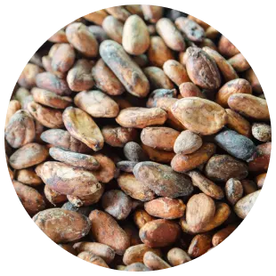 PLP - Cocoa powder Processing card - Beans image media asset