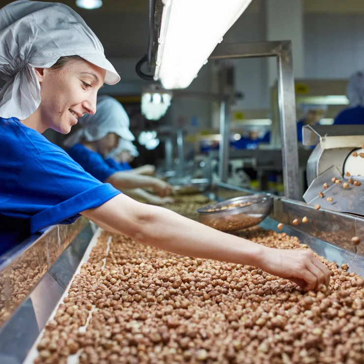 Hazelnuts Processing